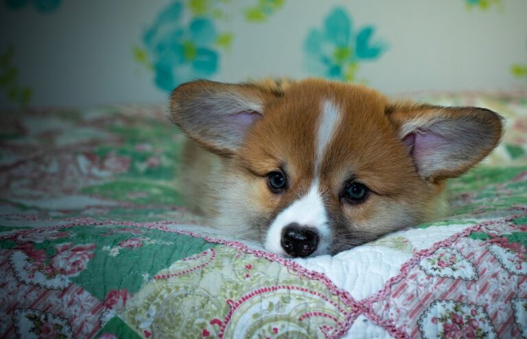 99exch Review: How India’s Leading Crypto Exchange Stands Out in 2024